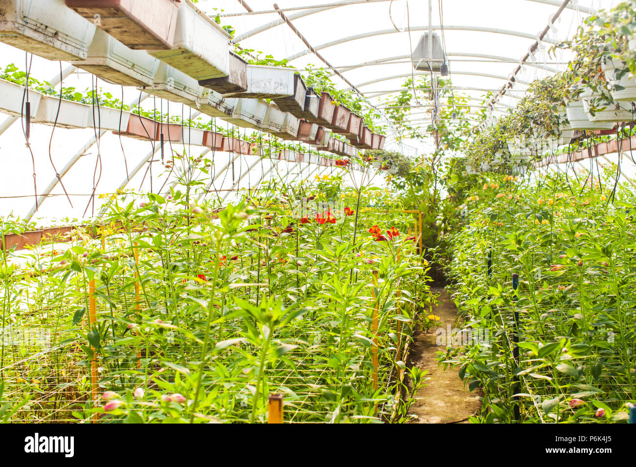 Growing flowers in greenhouse conditions Stock Photo Alamy