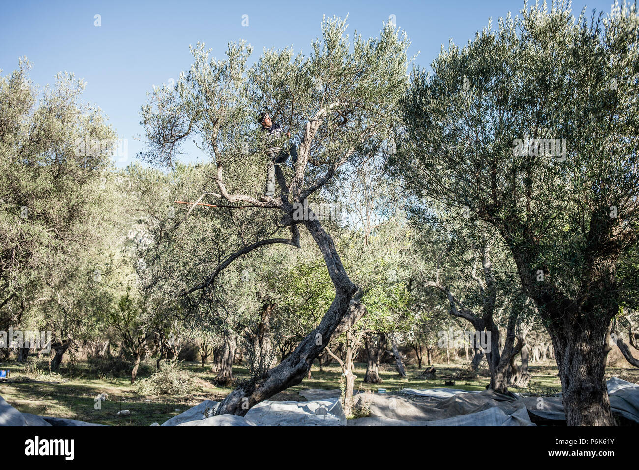 Olive harvest near Saranda, Albania on December 2017 Stock Photo - Alamy