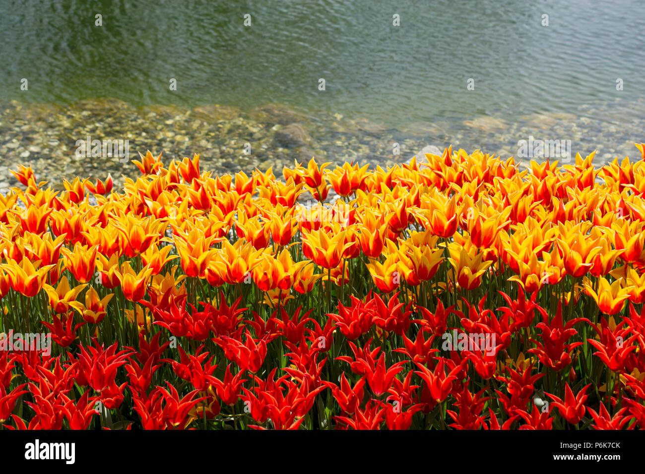tulips of various colors in nature in spring time Stock Photo - Alamy