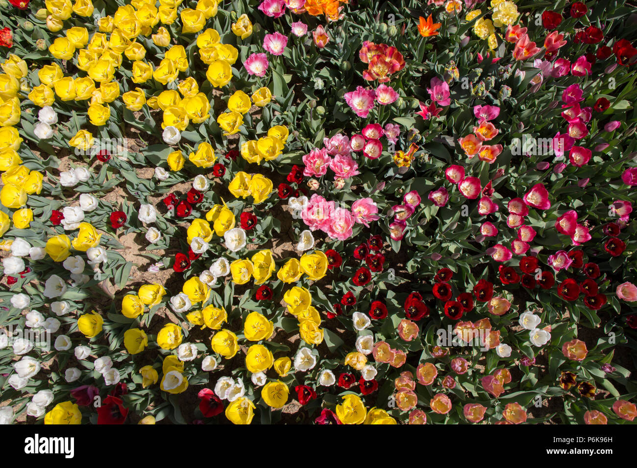 Blooming colorful tulip flowers in garden as floral background Stock ...