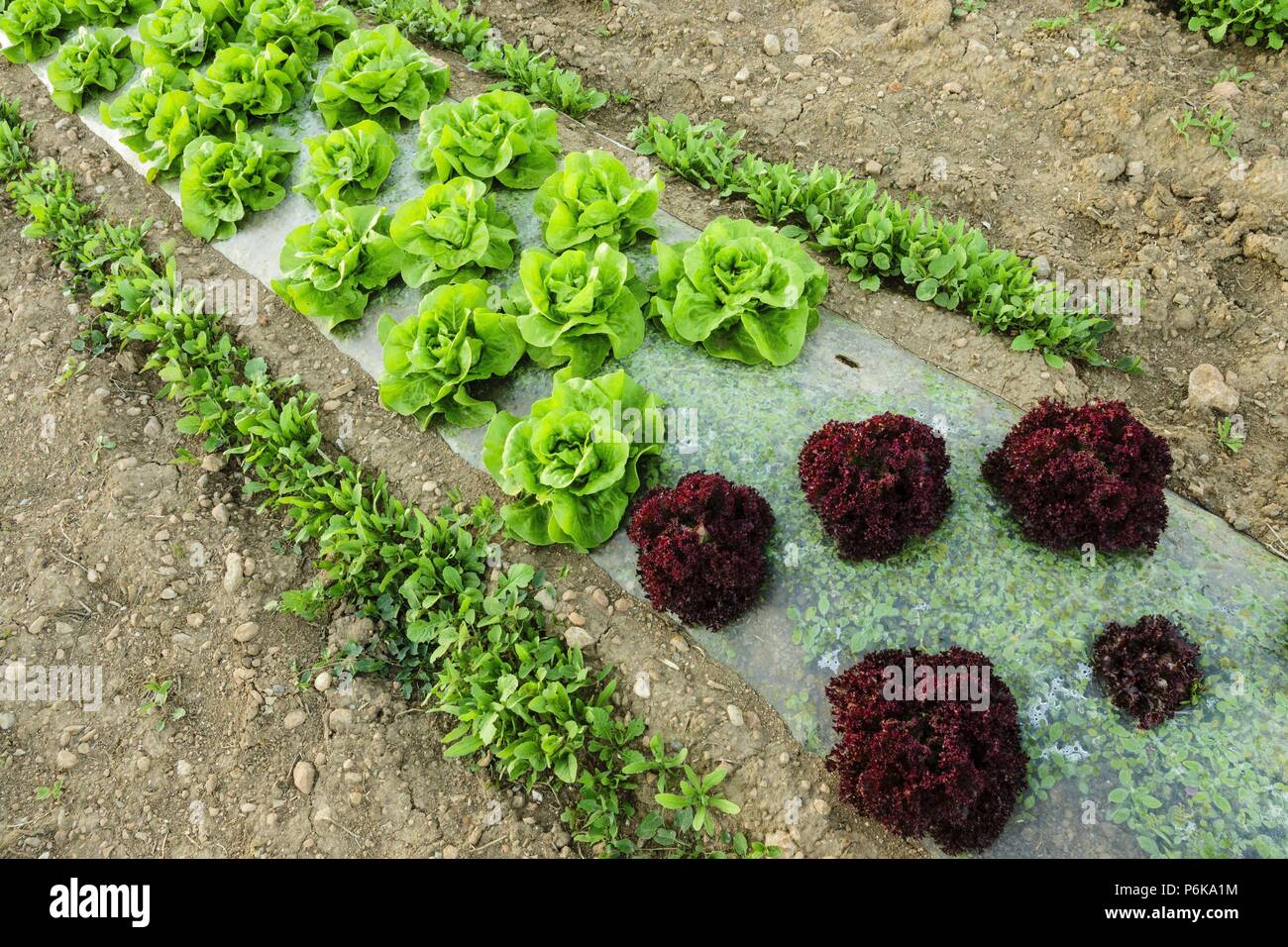 Planta De Cultivo High Resolution Stock Photography and Images - Alamy