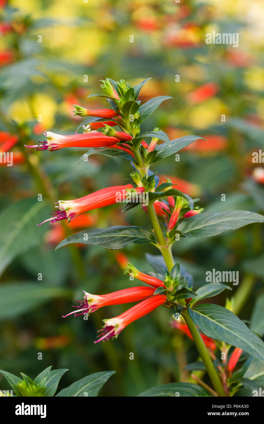Cigar plant with green leaves and red flowers Stock Photo