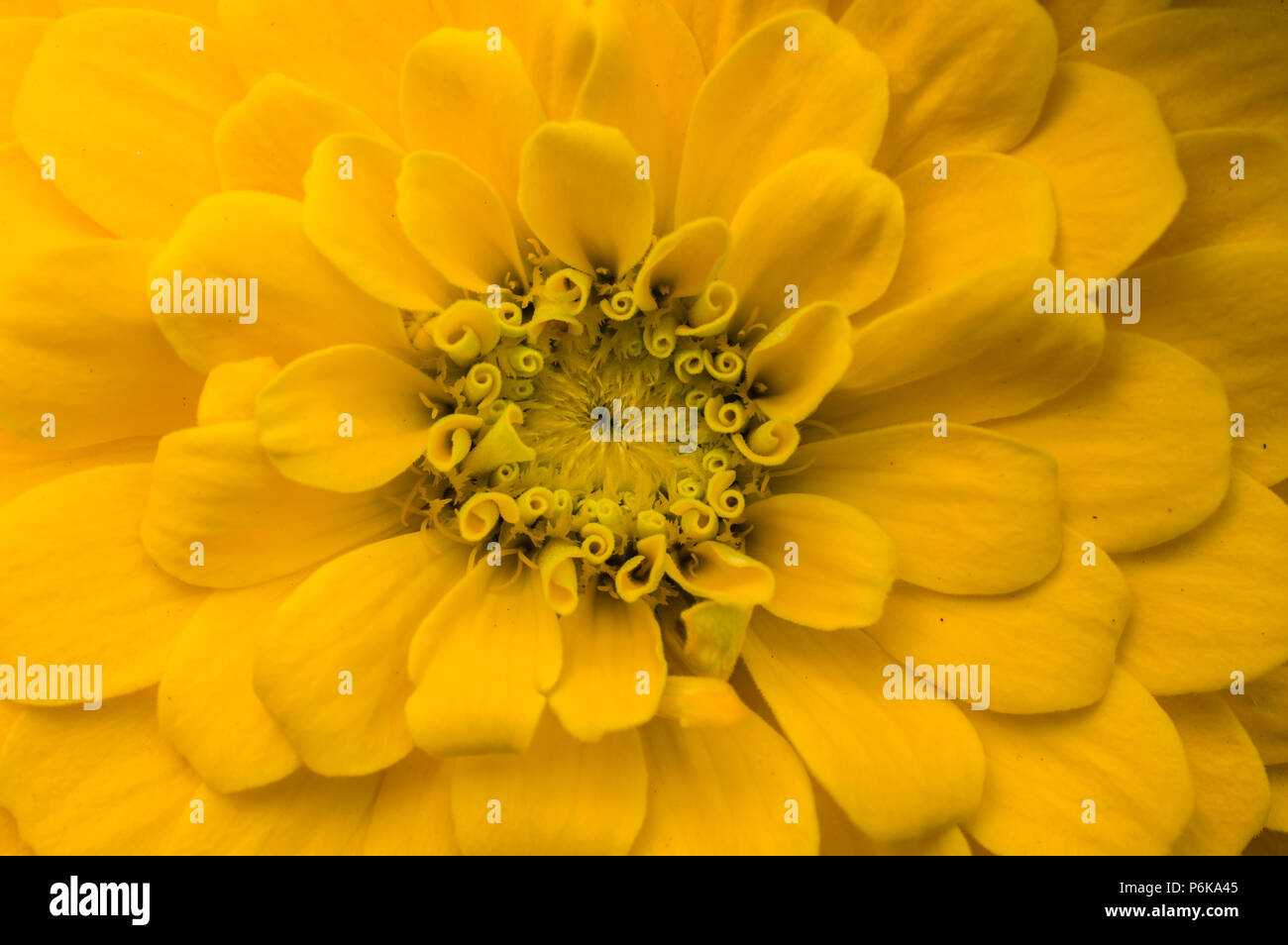 Yellow Zinnia Meaning