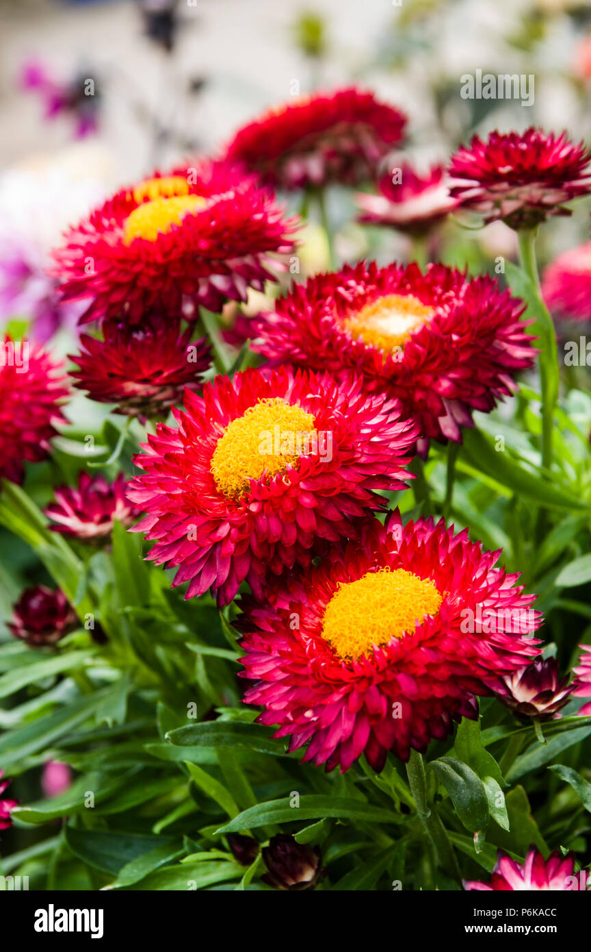 Strawflower plants with red and yellow blooms Stock Photo Alamy
