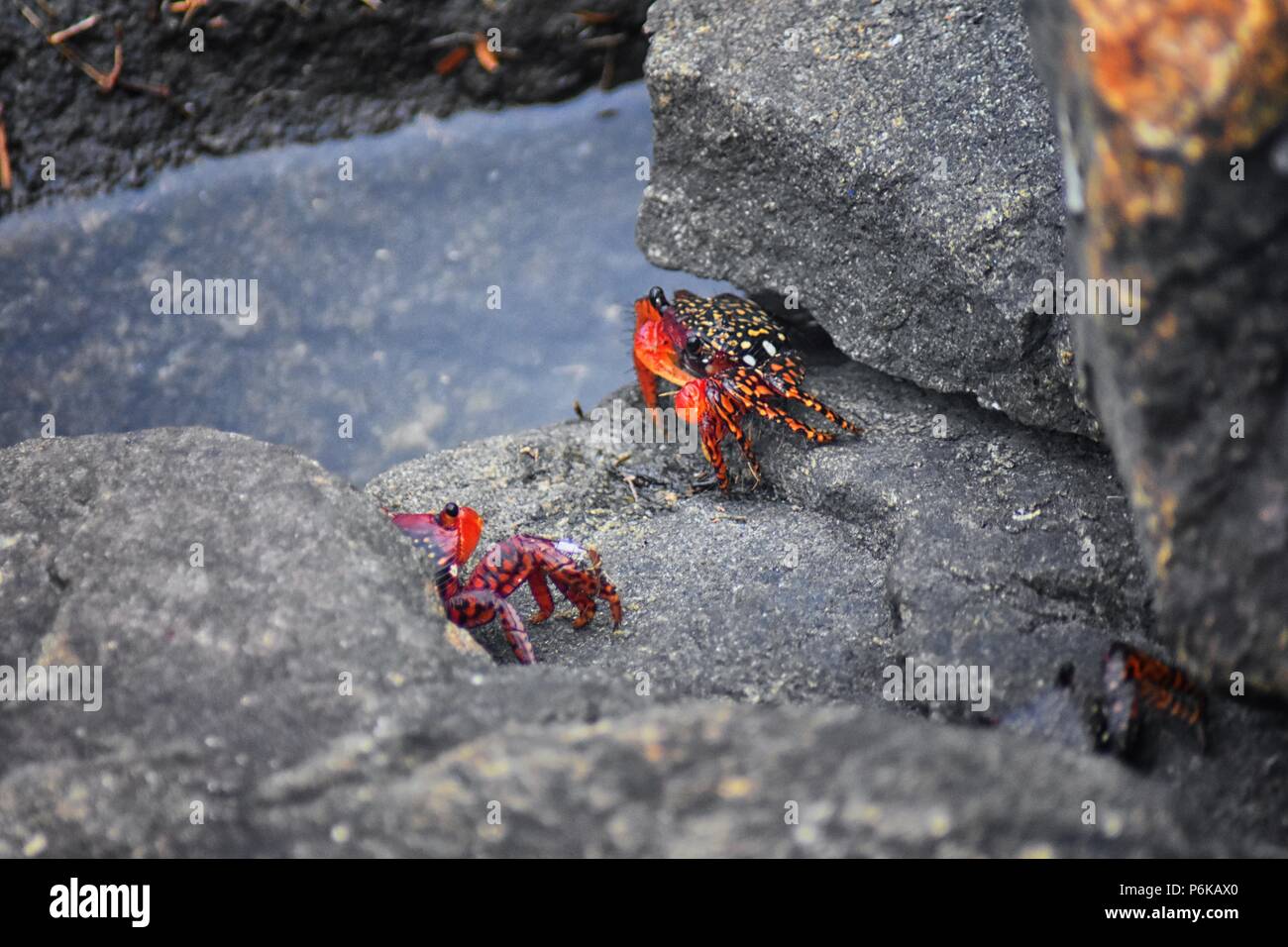 Sally Lightfoot Crab or red rock crab, scientific name Grapsus grapsus on rocks in Puerto Vallarta Marina, Mexico. Close up view. Stock Photo
