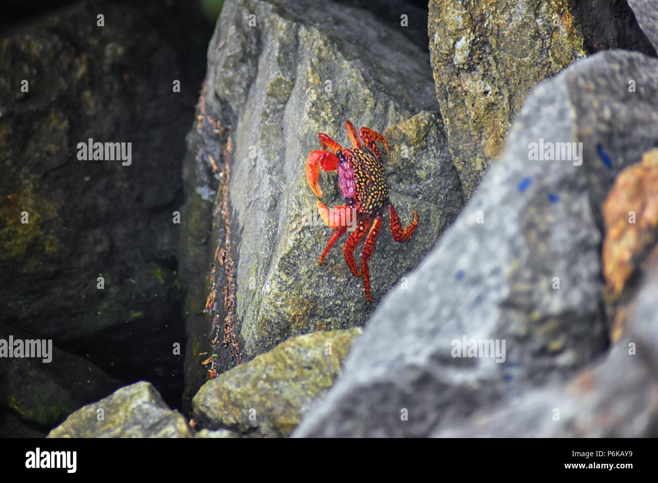 Sally Lightfoot Crab or red rock crab, scientific name Grapsus grapsus on rocks in Puerto Vallarta Marina, Mexico. Close up view. Stock Photo