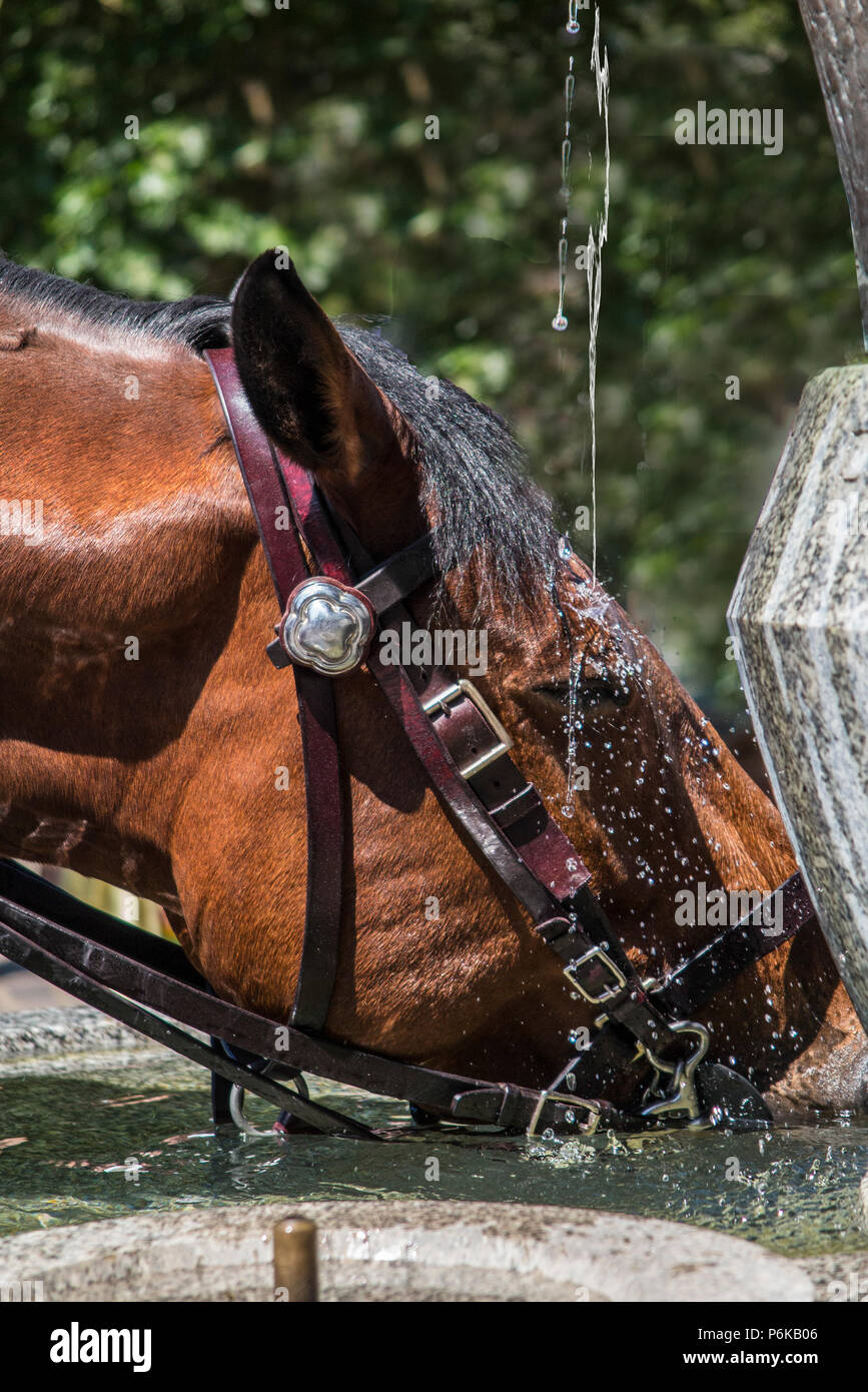 A police horse drinking from a fountain in Green Park, water splashing on it's nose Stock Photo