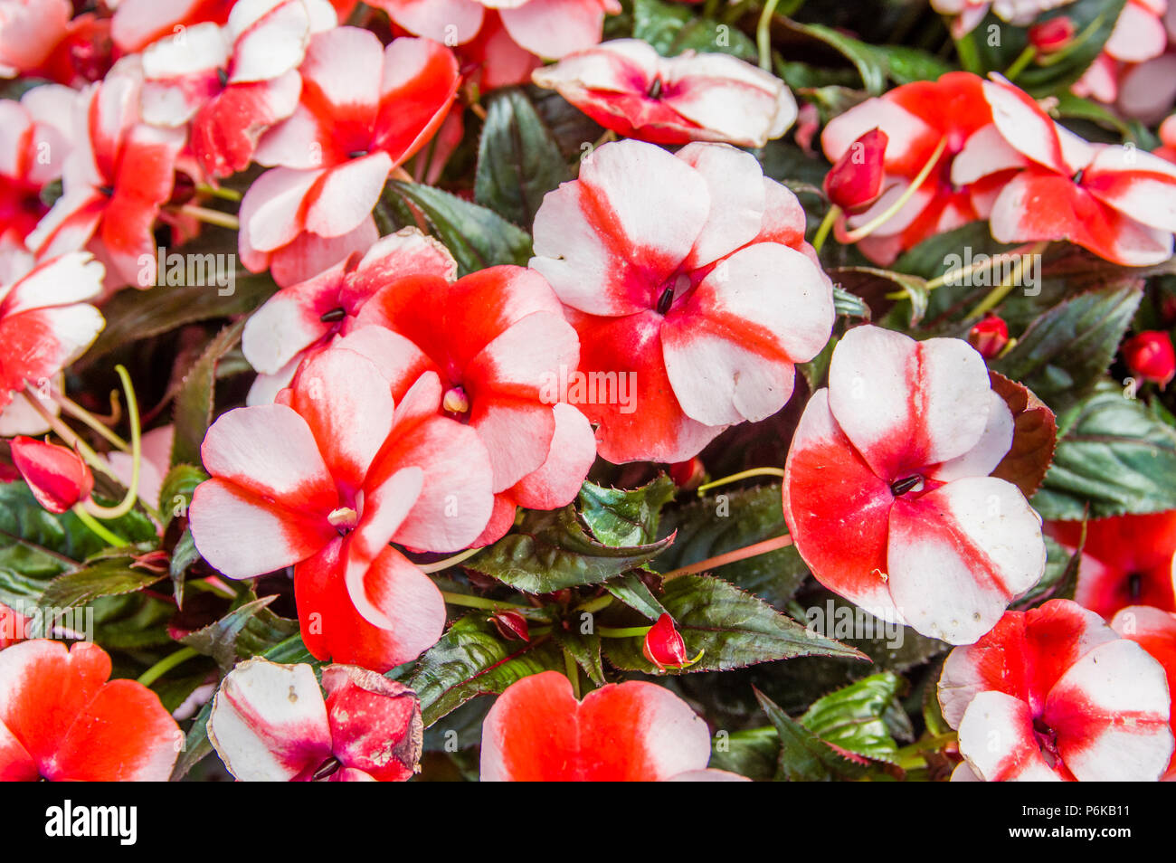 Impatiens plant with red and white flowers Stock Photo Alamy