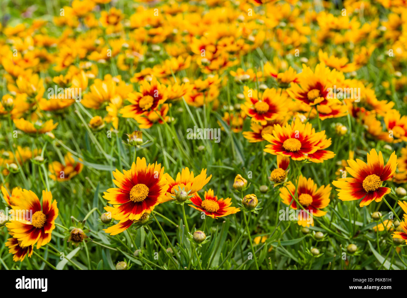 Yellow and red daisy flowers in a country meadow Stock Photo Alamy