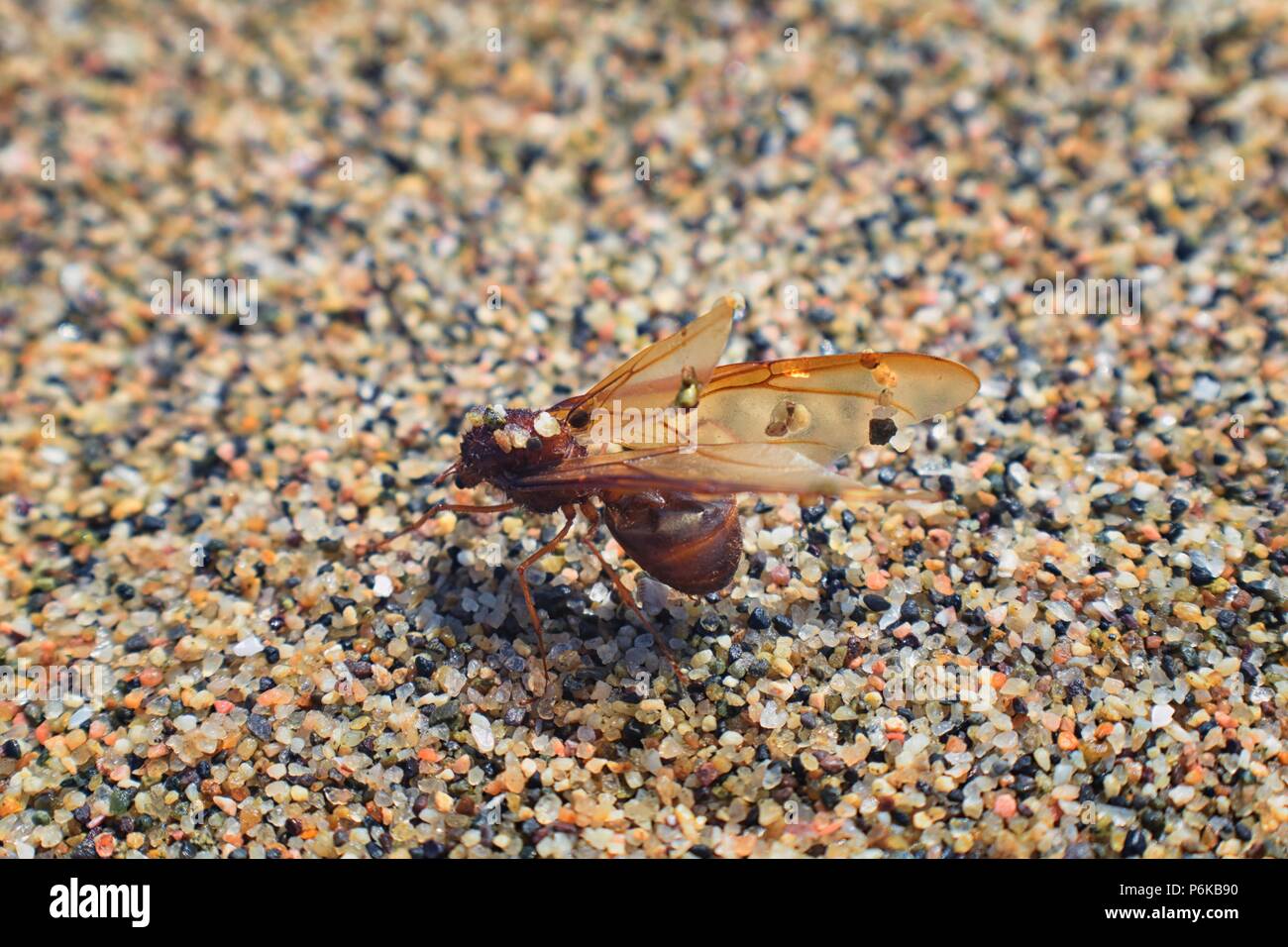 Winged Male Drone Leafcutter ants, macro close up view, dying on beach after mating flight with