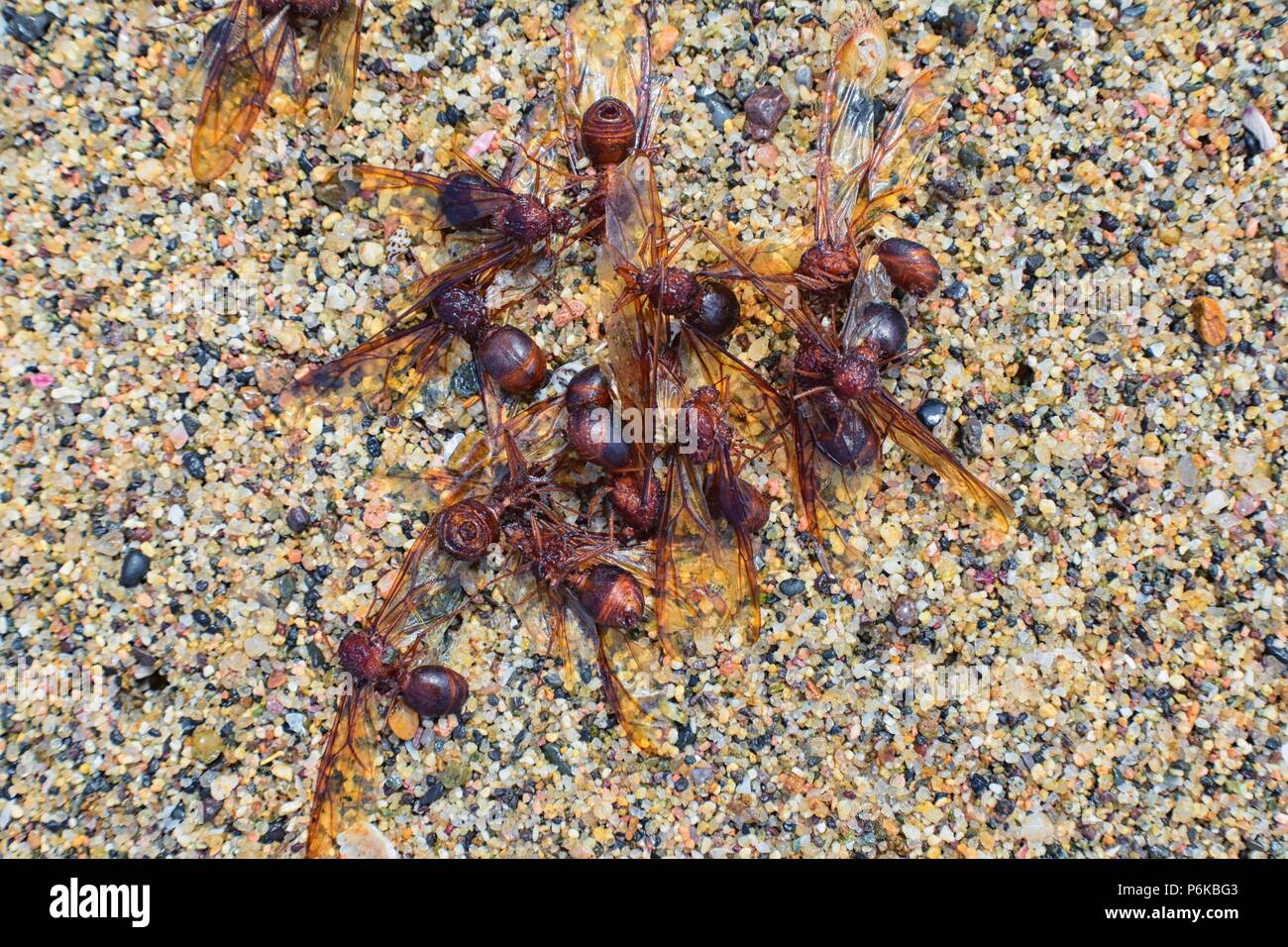 Winged Male Drone Leafcutter ants, macro close up view, dying on beach after mating flight with