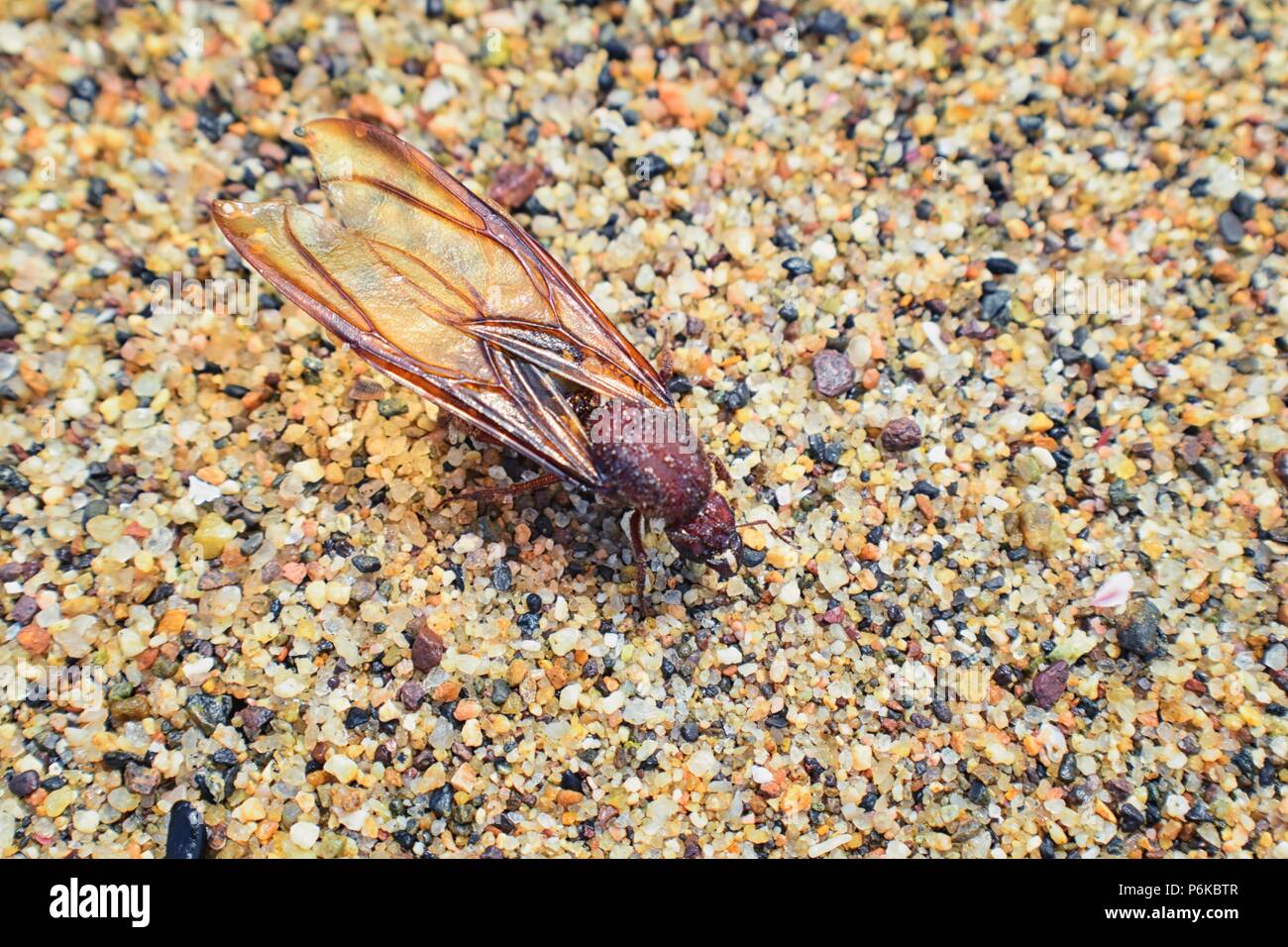 Winged Male Drone Leafcutter ants, macro close up view, dying on beach after mating flight with