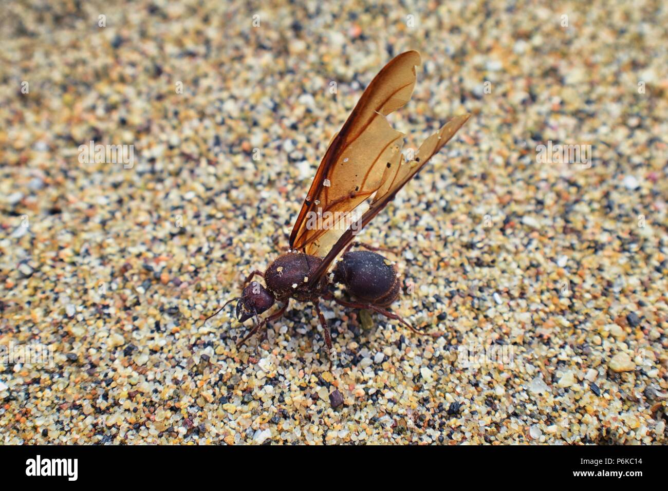 Winged Male Drone Leafcutter ants, macro close up view, dying on beach