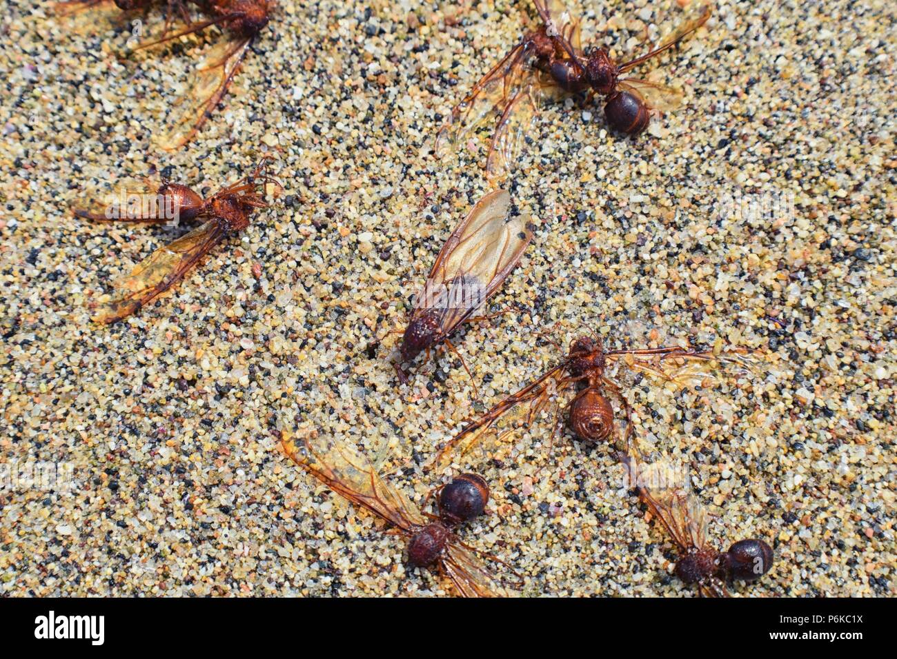 Winged Male Drone Leafcutter ants, macro close up view, dying on beach