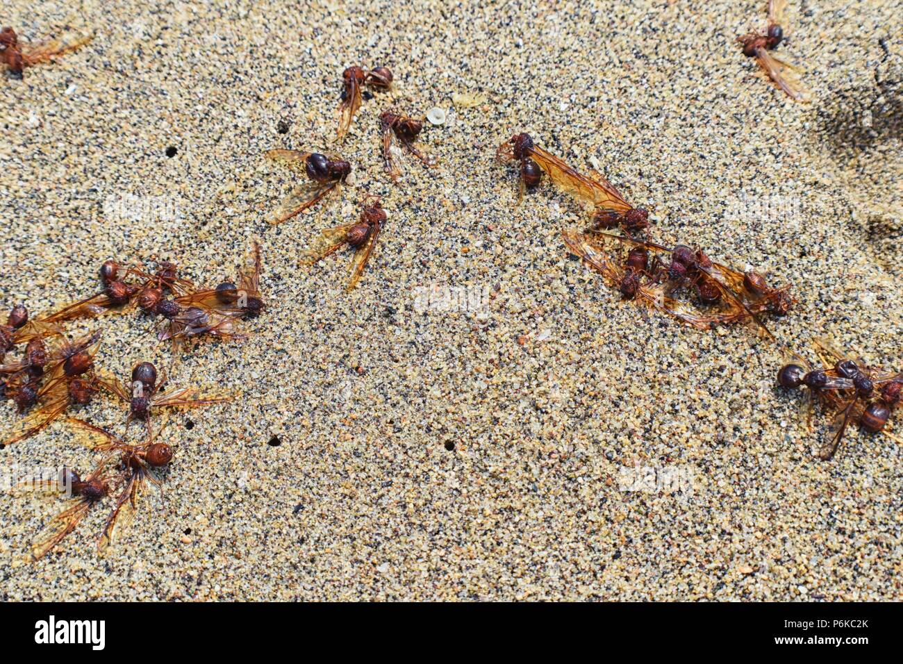 Winged Male Drone Leafcutter ants, macro close up view, dying on beach after mating flight with