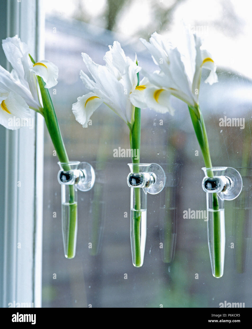 https://c8.alamy.com/comp/P6KCR5/close-up-of-three-irises-in-window-suction-cup-vases-P6KCR5.jpg