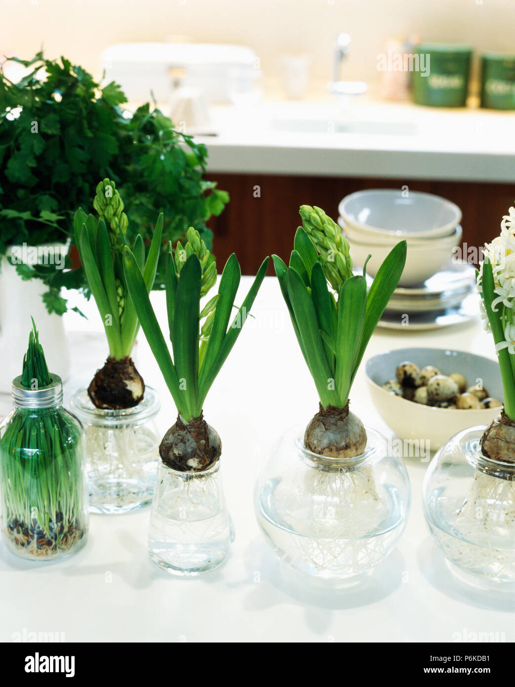 Close Up Of Hyacinth Bulbs Coming Into Flower In Group Of Glass