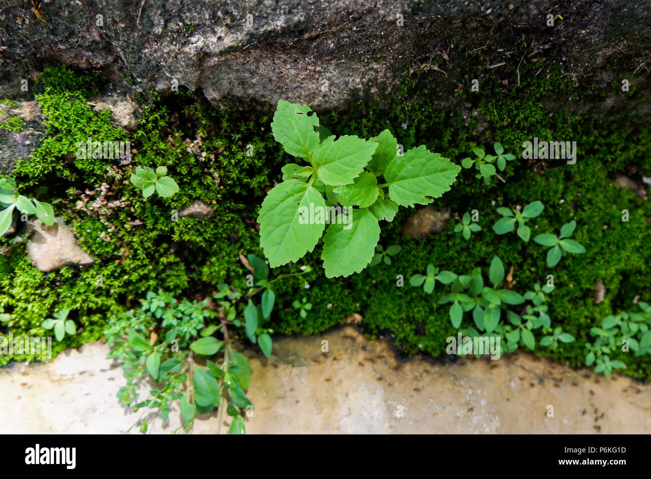 small plants on the nature rock wall Stock Photo