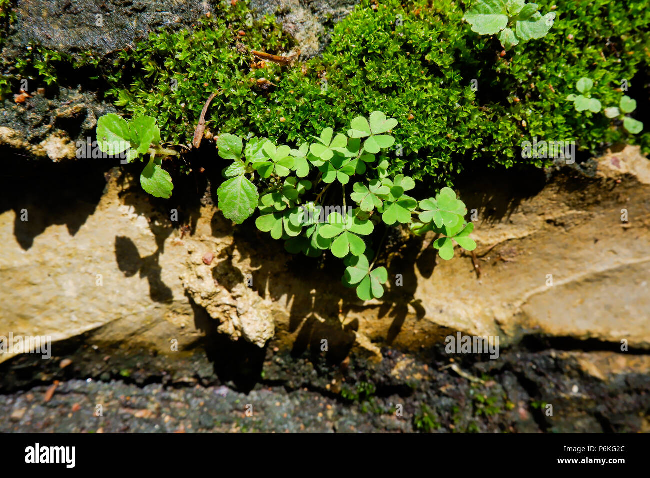 small plants on the nature rock wall Stock Photo