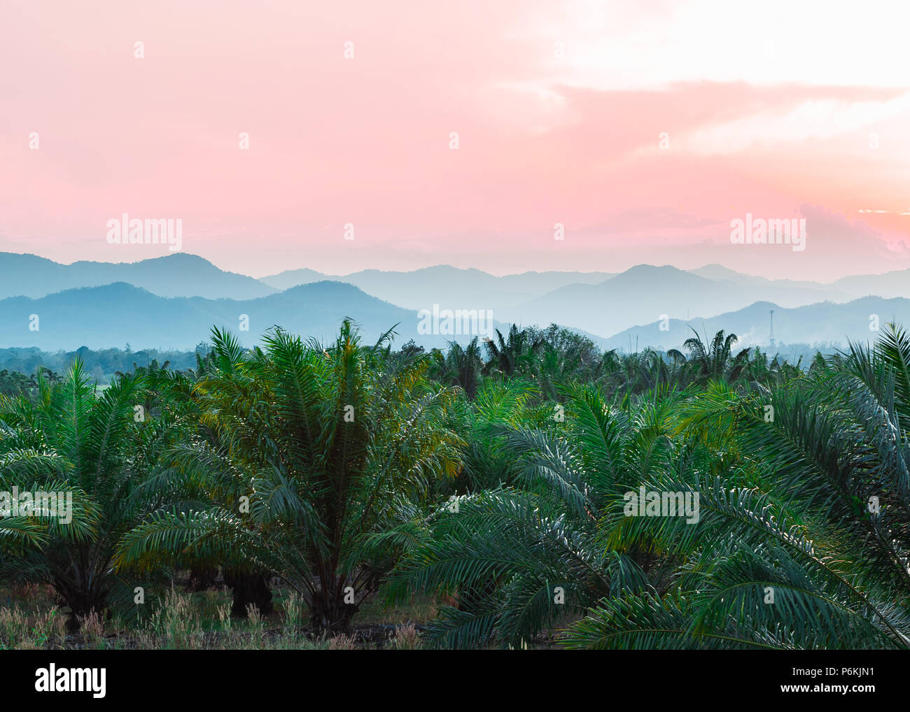 Night tropical park palm trees hi-res stock photography and images - Alamy