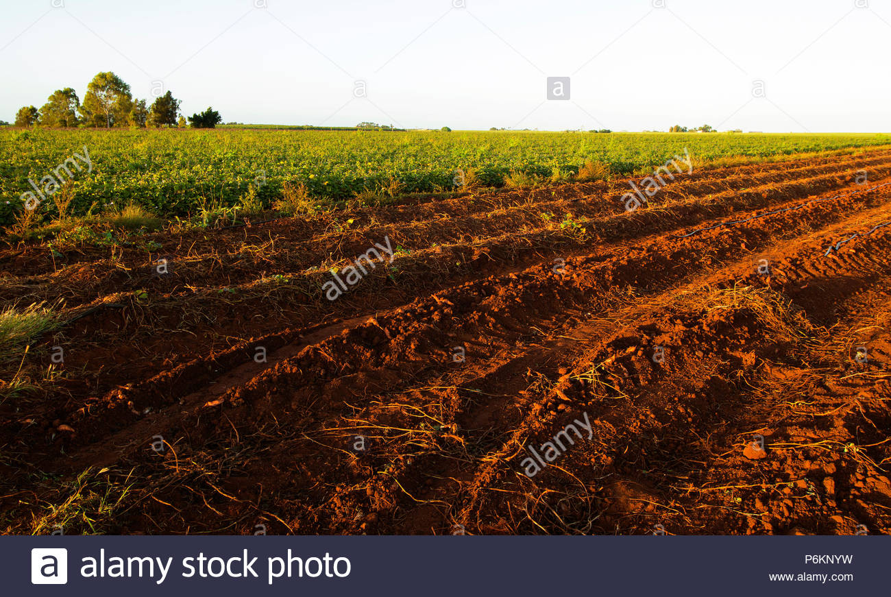 Sweet Potato Vine High Resolution Stock Photography and Images Alamy