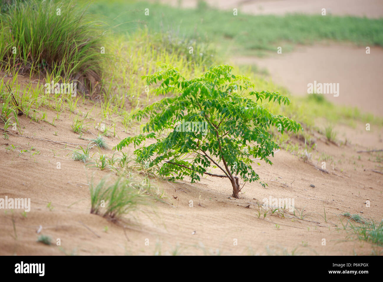Small tree growing in sand with assorted grasses Stock Photo Alamy