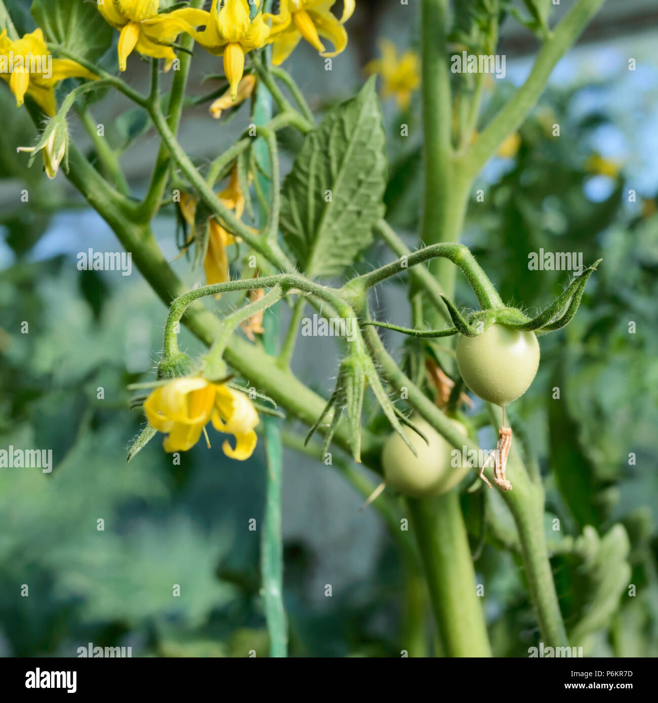 Green tomatoes in a greenhouse among foliage. Flower and fruit