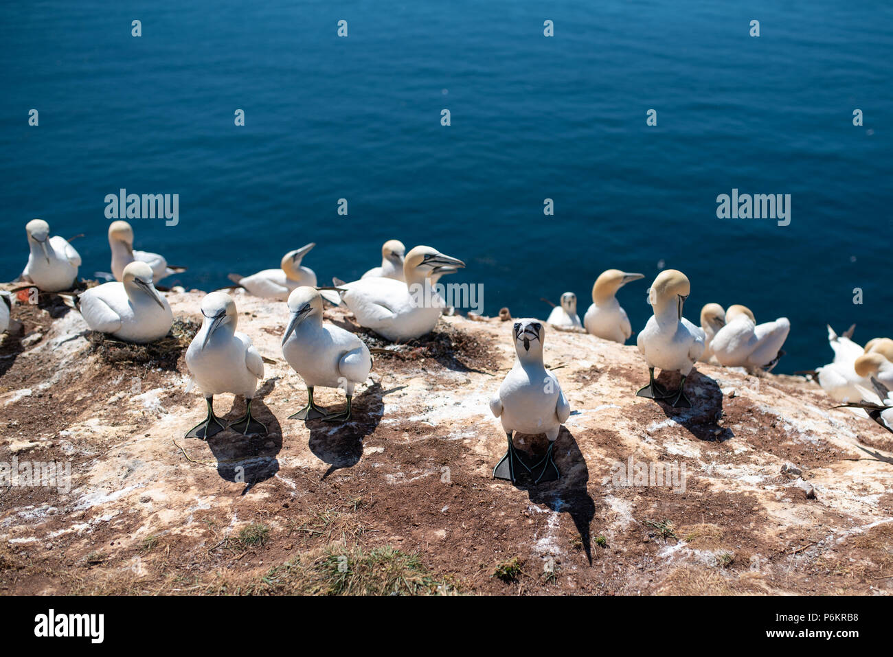 close-up of northern gannets nesting on cliff on Heligoland Island against blue sea Stock Photo