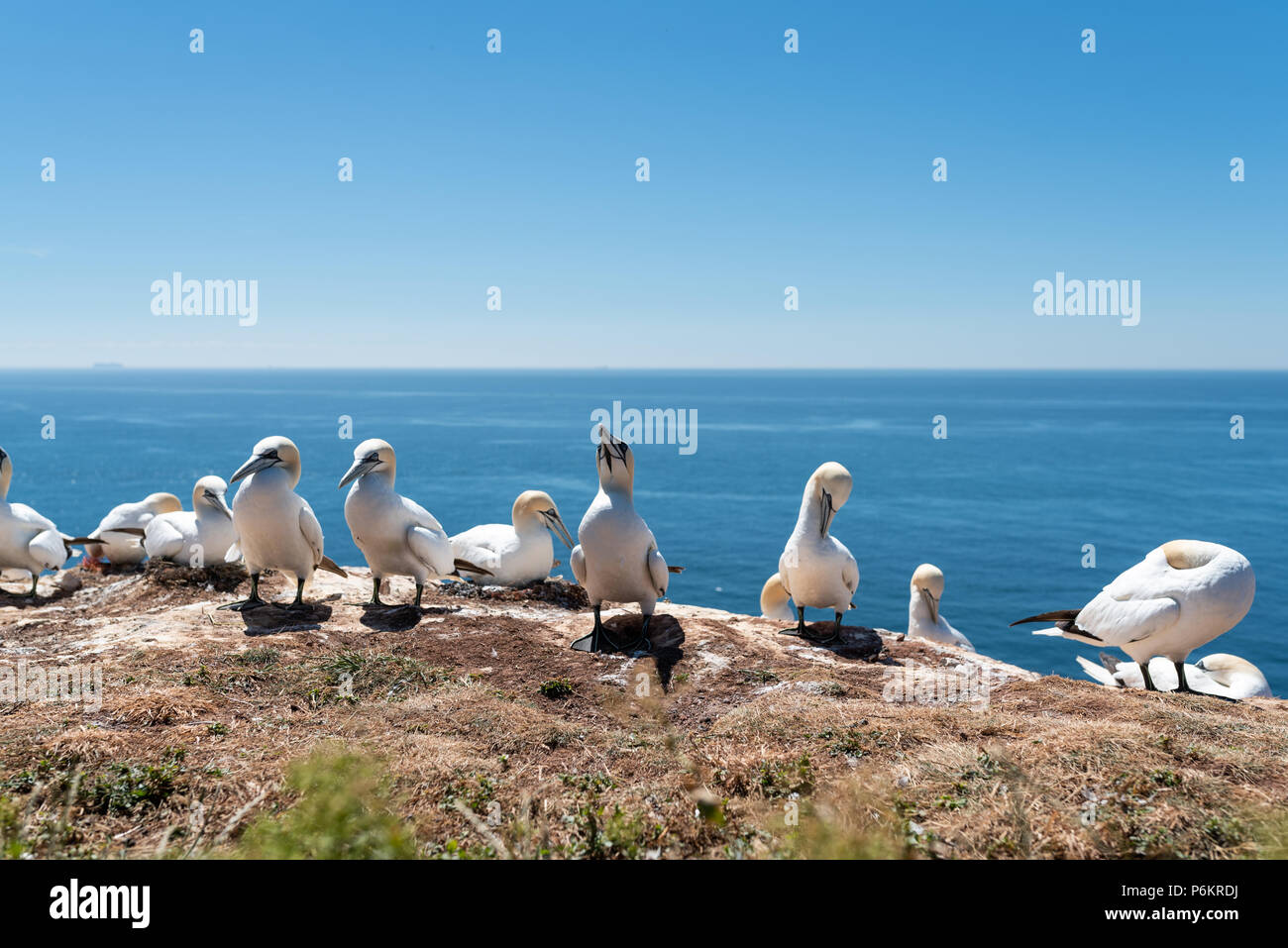 close-up of northern gannets nesting on cliff on Heligoland Island against blue sea Stock Photo