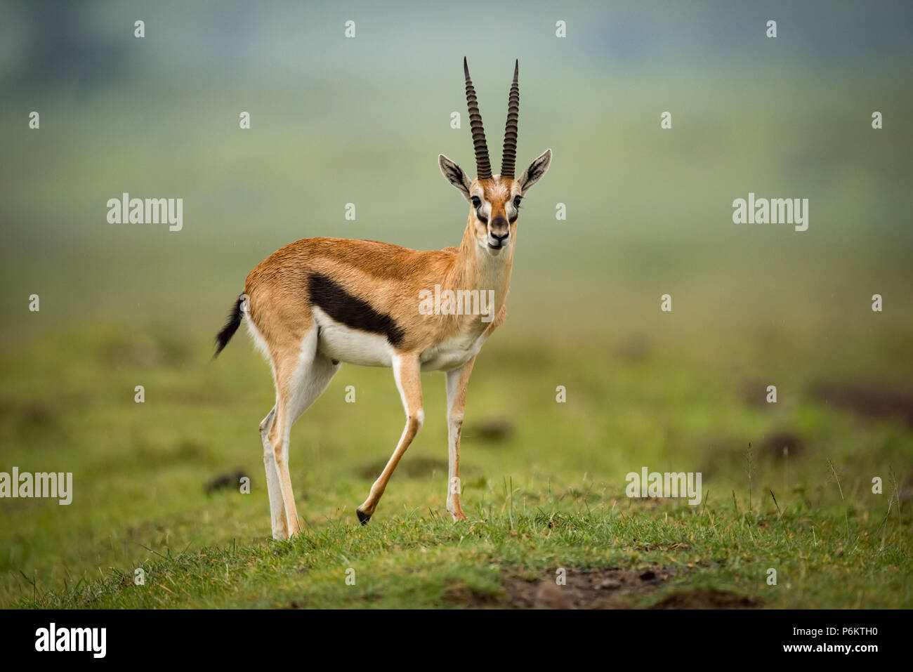 Thomson gazelle stands facing camera on mound Stock Photo - Alamy