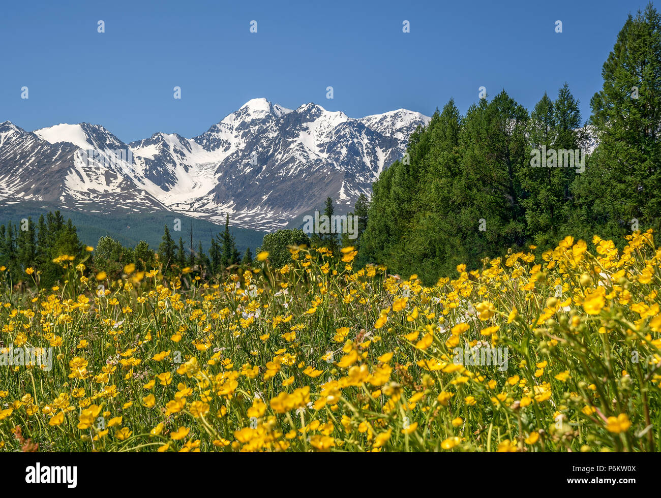 Amazing Landscape With Bright Yellow Flowers Of Buttercups On A Green