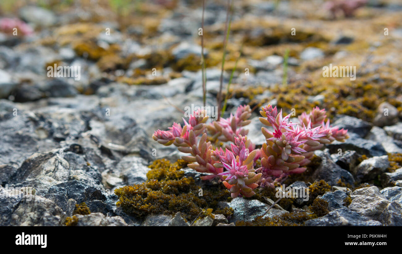 Flowers growing on rock Stock Photo - Alamy