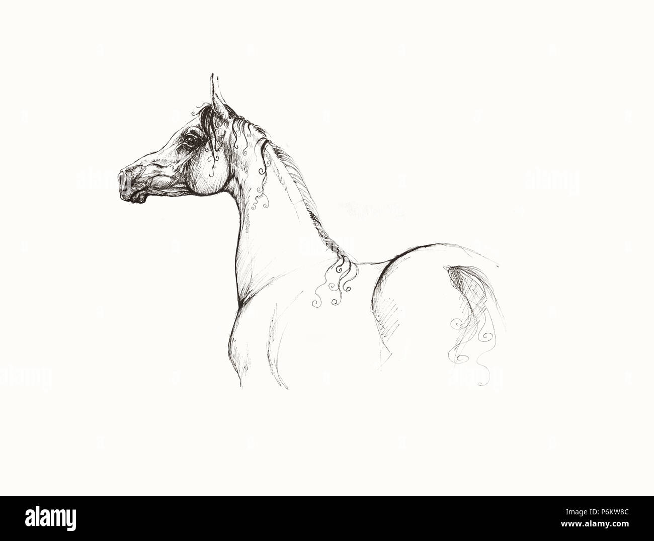 Arabian Horse And Man. Fine art print.