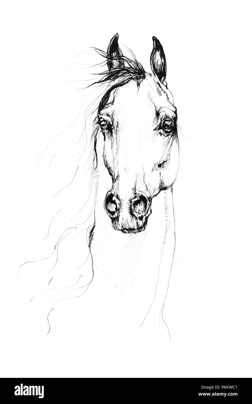 handdrawn of arabian horse sketch with pen in... - Stock Illustration  [87420928] - PIXTA