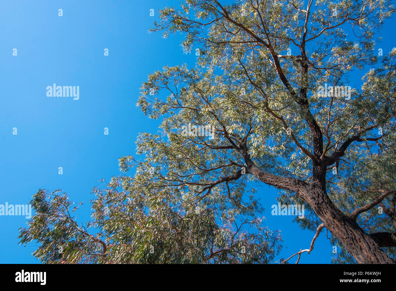 Looking up to the canopy of a  Mugga Ironbark or Red Ironbark tree (Eucalyptus sideroxylon), a native to Eastern Australia Stock Photo