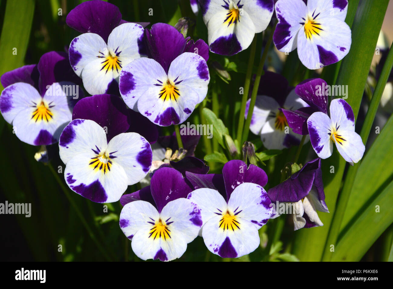 White & Purple Violas Bedding Plants in a English Country Garden