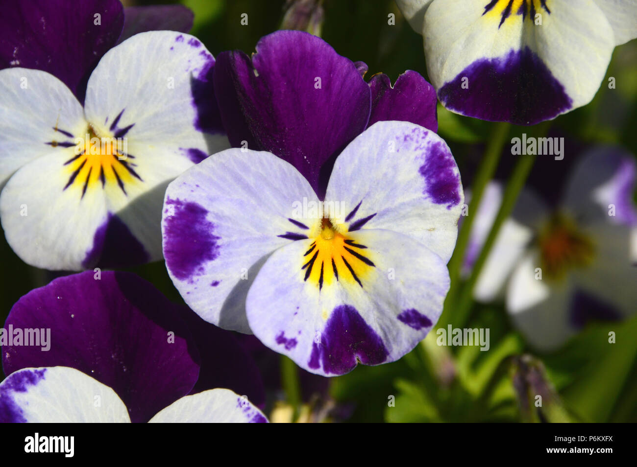 White & Purple Violas Bedding Plants in a English Country Garden