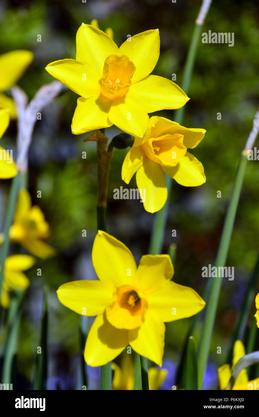 Yellow Narcissus 'Sweetness' Daffodils Grown in an English Country Garden, Lancashire, England UK Stock Photo