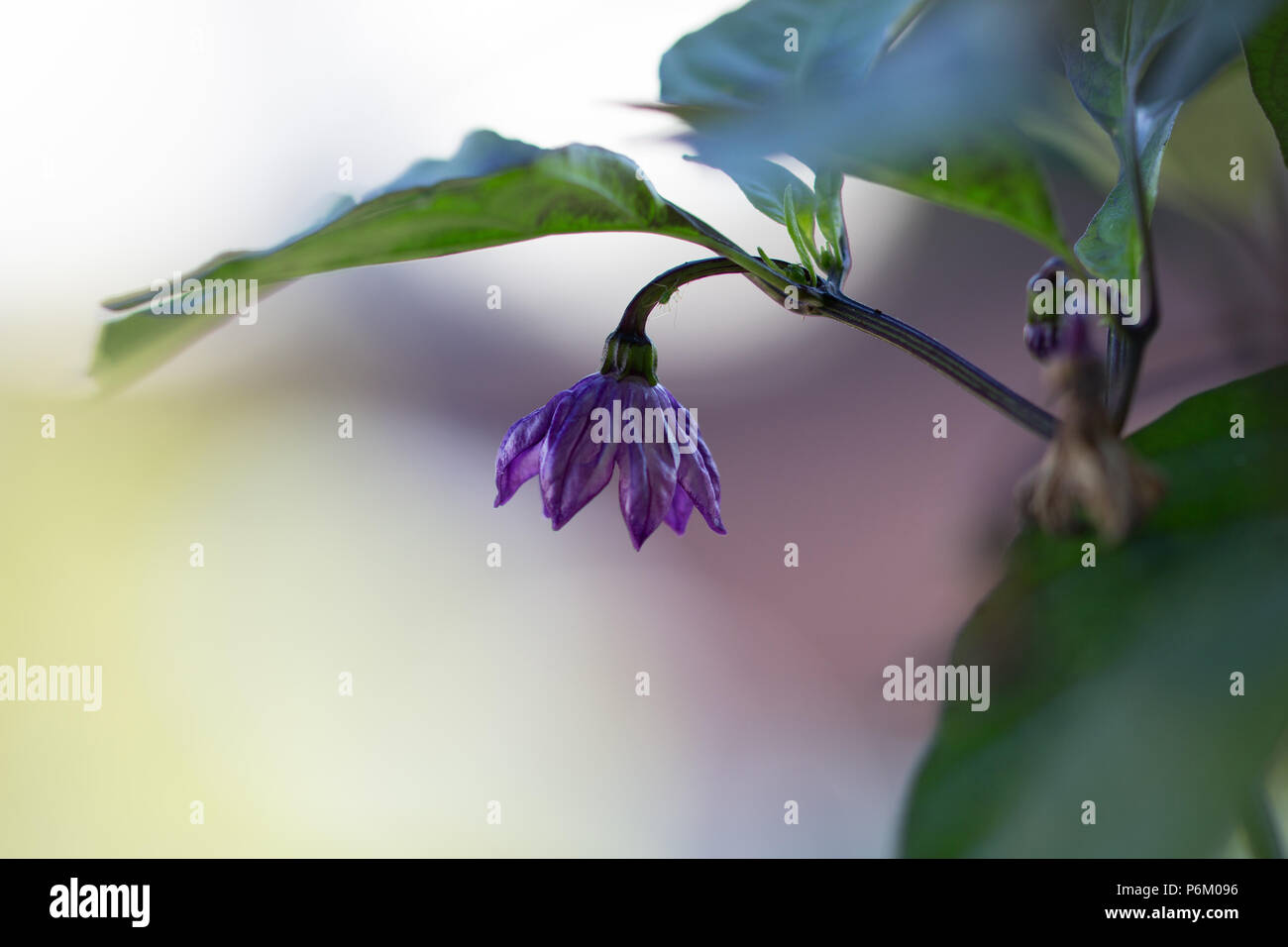 Close-up shot of a purple blossom and green leaves on a serrano pepper plant. Stock Photo