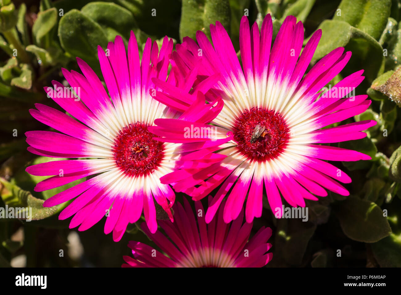 Two deep pink and white Mesembryanthemum (Livingstone Daisy) flowers closeup in sunshine Stock Photo