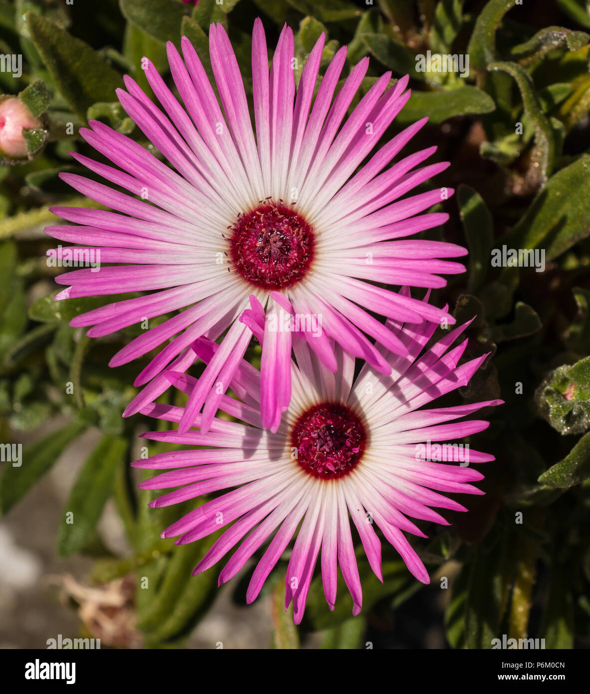 Two pale pink and white Mesembryanthemum (Livingstone Daisy) flowers closeup in sunshine Stock Photo
