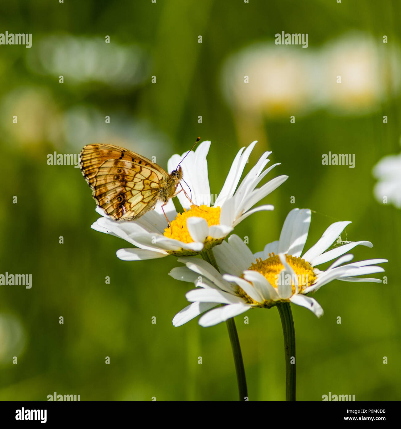 In the summer meadow the beautiful Lesser Marbled Fritillary Butterfly (Brenthis ino) suck nectar from a flowering Ox-eye Daisy (Leucanthemum vulgare) Stock Photo