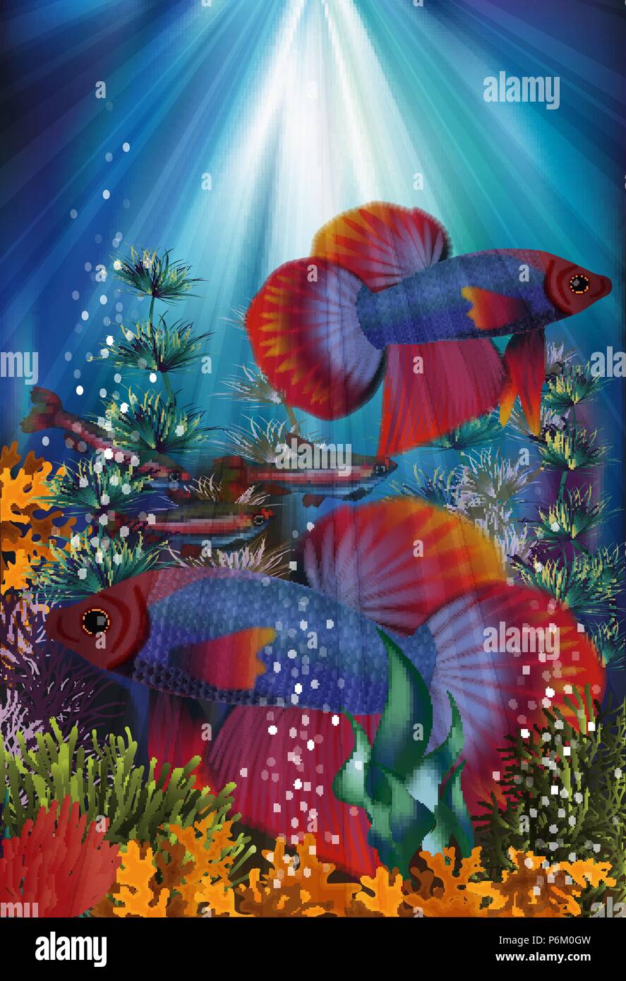 Cardinal tetra and betta 2025