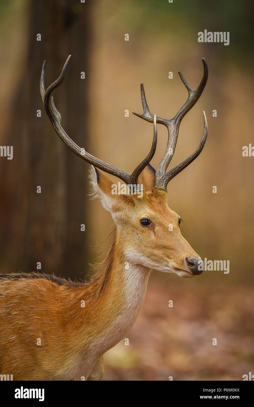 Barasingha, A deer from forest of central india Stock Photo Alamy
