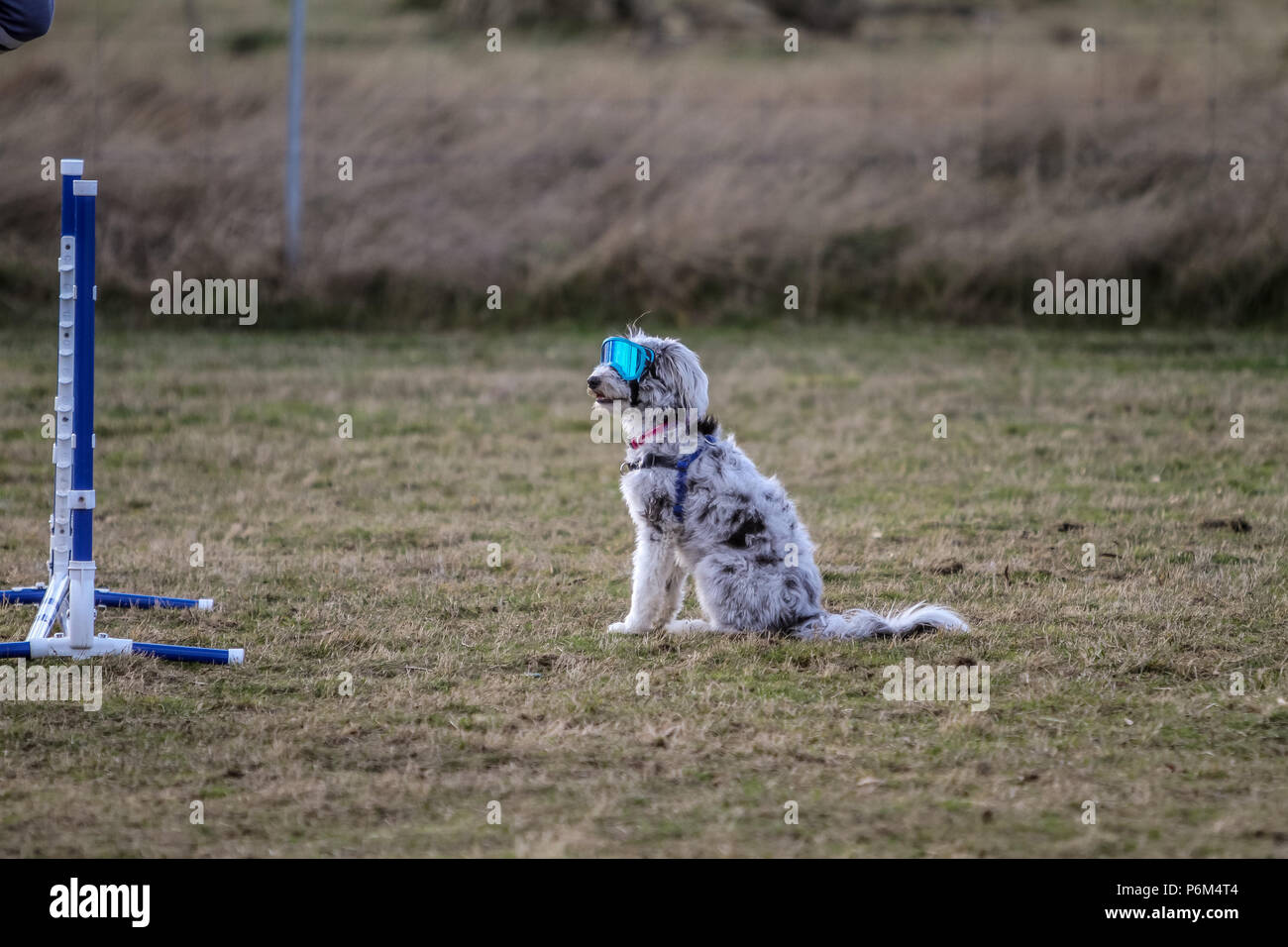 Ballan, Victoria, Australia. 1st Jul, 2018. UpDog Challenge Disc Games -By  the Australian Working Dog Rescue- 01 July 2018 -  Ballan,Victoria,Australia.The Rescued working dogs in action going through  the obstacle course during
