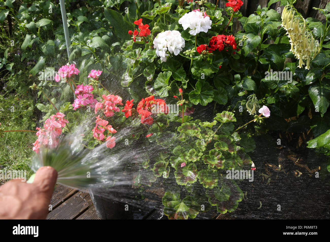 London. UK 1 July 2018 - A gardener watering the plants and lawn using a water hosepipe in his garden. Northern Ireland brought in hosepipe ban in six years as water reservoir levels have dropped due to mini heatwave in the UK. According to the the Met Office July will be dry, sunny and above average temperatures across the UK.   Credit: Dinendra Haria/Alamy Live News Stock Photo