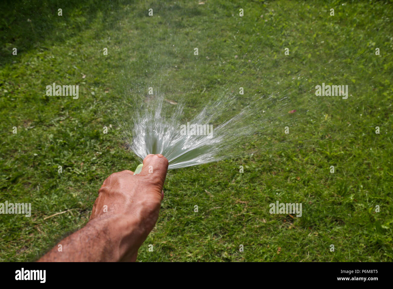 London. UK 1 July 2018 A gardener watering the plants and lawn using