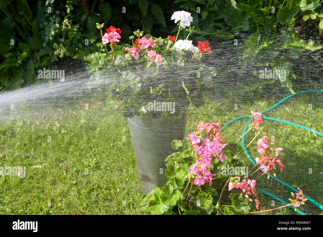 London. UK 1 July 2018 - A gardener watering the plants and lawn using a water hosepipe in his garden. Northern Ireland brought in hosepipe ban in six years as water reservoir levels have dropped due to mini heatwave in the UK. According to the the Met Office July will be dry, sunny and above average temperatures across the UK.   Credit: Dinendra Haria/Alamy Live News Stock Photo