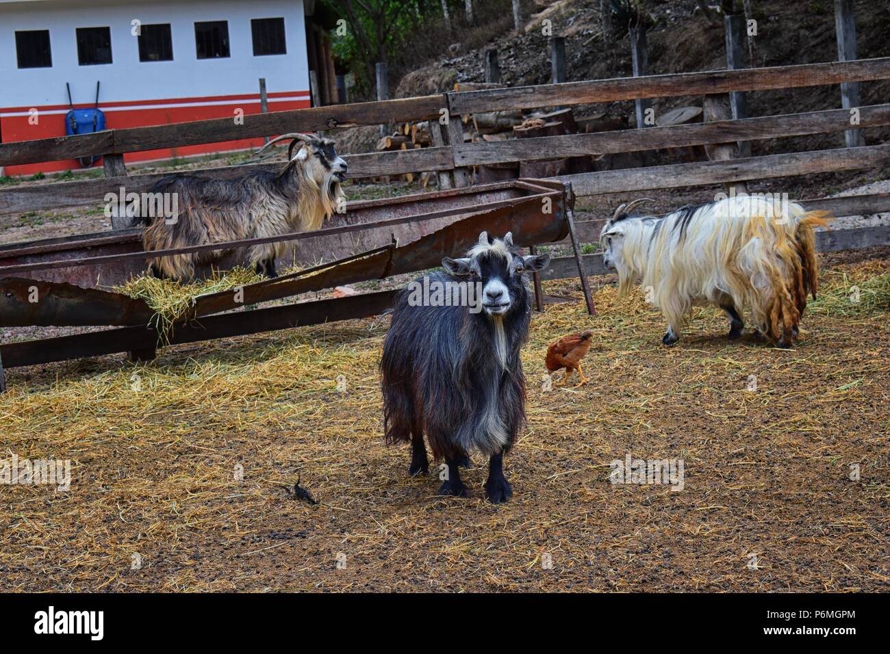 Miniature Long Haired Pet Goats With Horns In Rural Farm By Zipline 