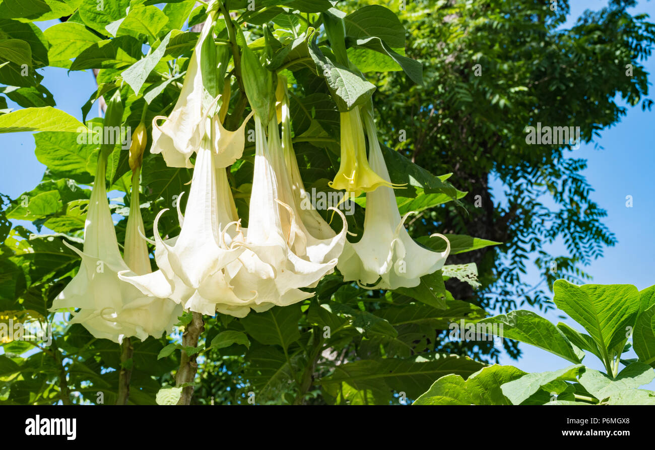 Datura Flower High Resolution Stock Photography And Images Alamy